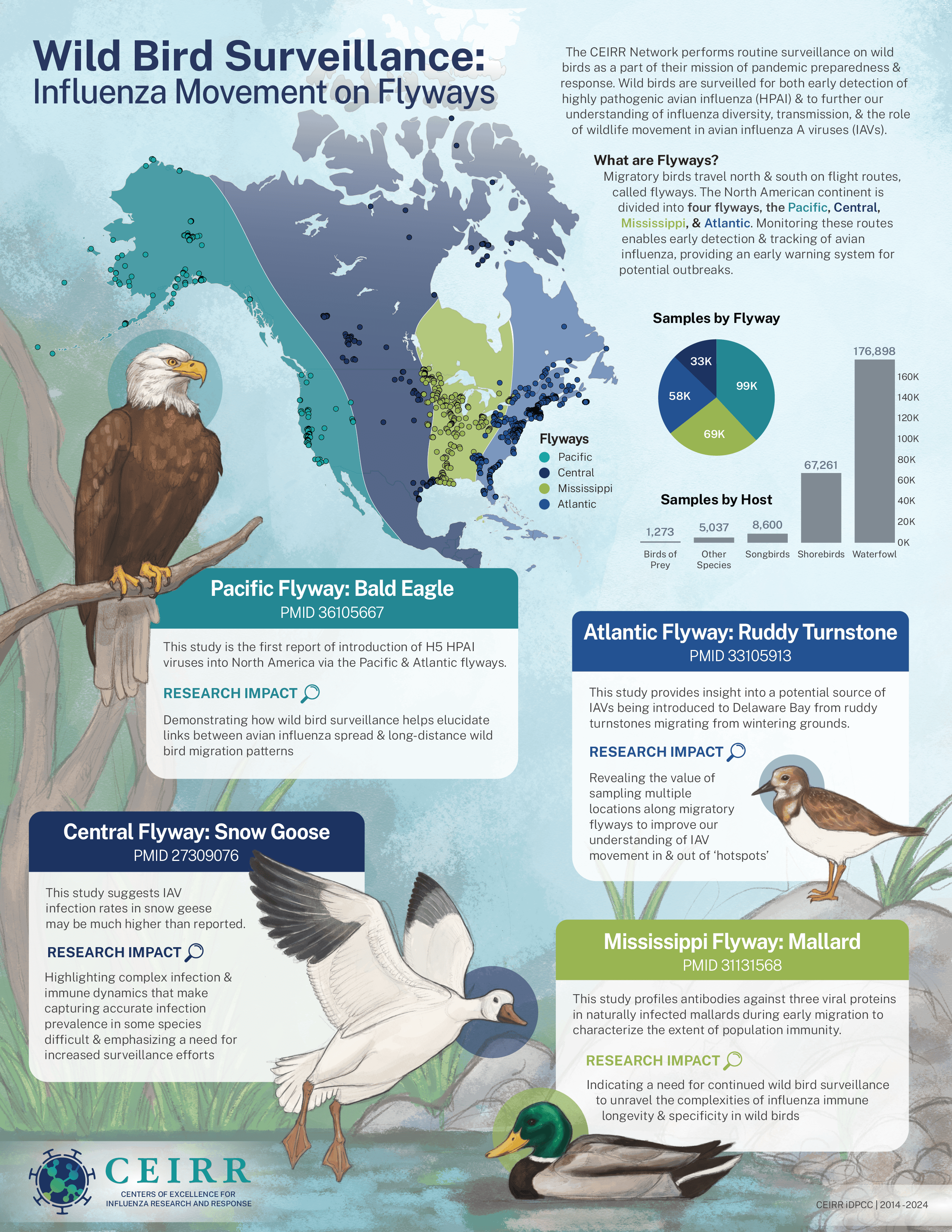 Wild Bird Surveillance: Influenza Movement on Flyways Infographic
