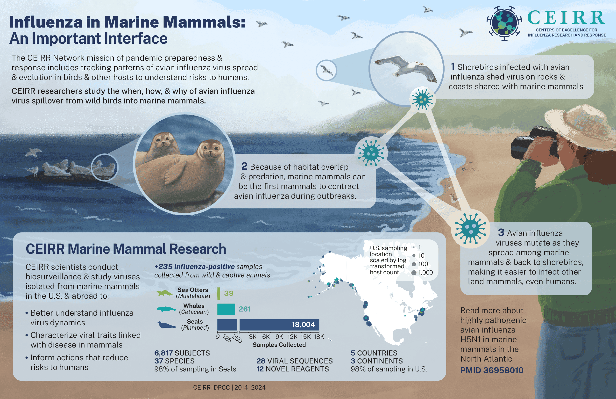 Influenza in Marine Mammals: An Important Interface Infographic